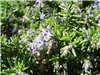Tuscan Blue Rosemary