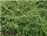 Bearberry Cotoneaster