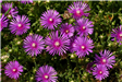Hardy Ice Plant