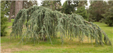 Weeping Blue Atlas Cedar