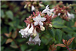 Kaleidoscope Abelia