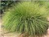 Deer Grass