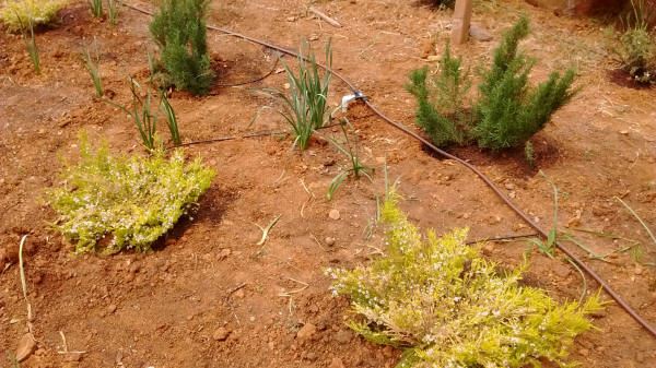 Bed A Irrigation Equipment