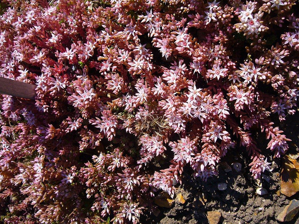 Purple Form Stonecrop
