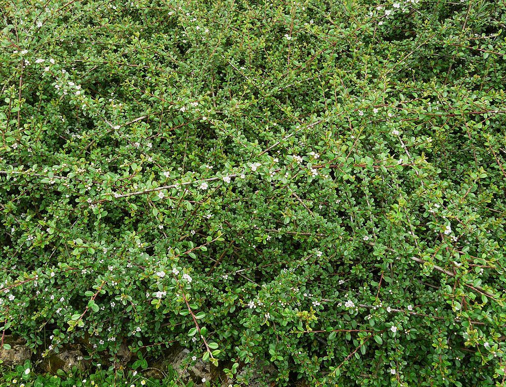 Bearberry Cotoneaster