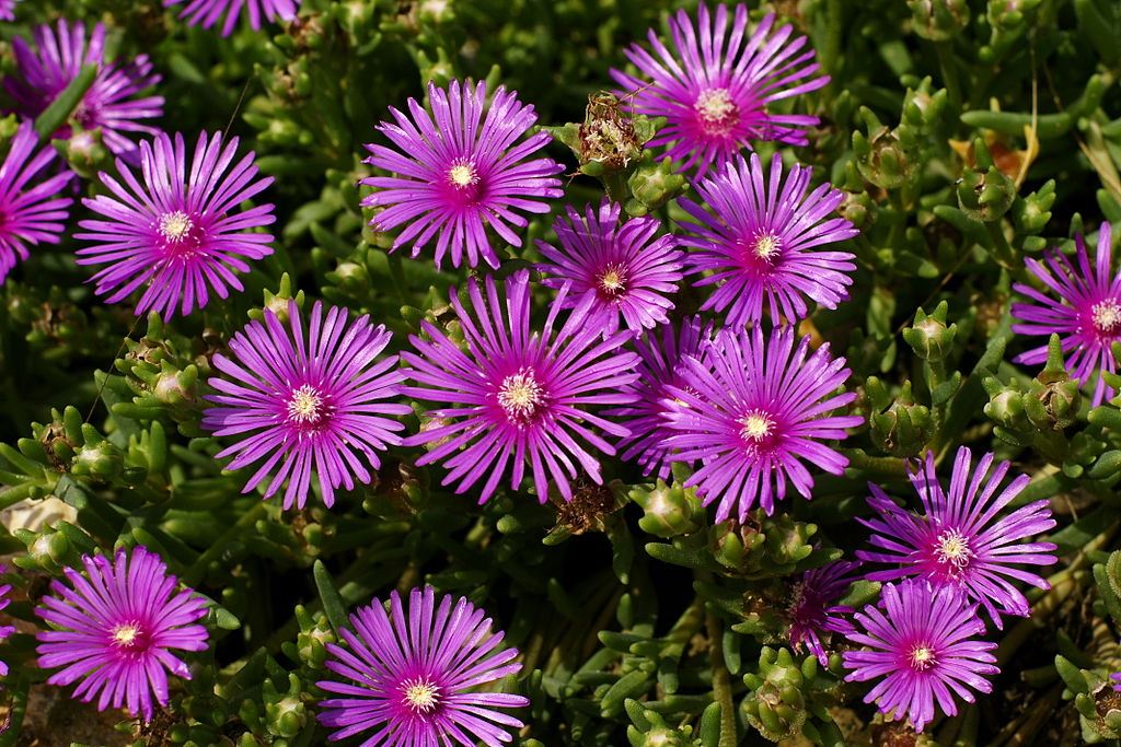 Hardy Ice Plant