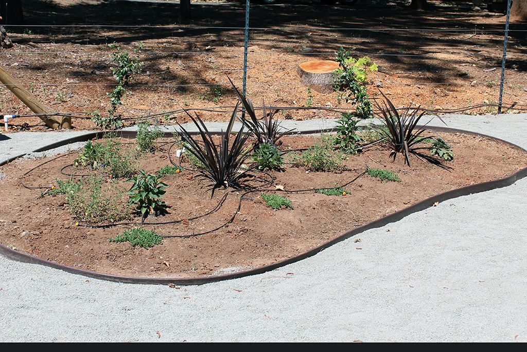 Fire-Resistant or Deer-Resistant Plants