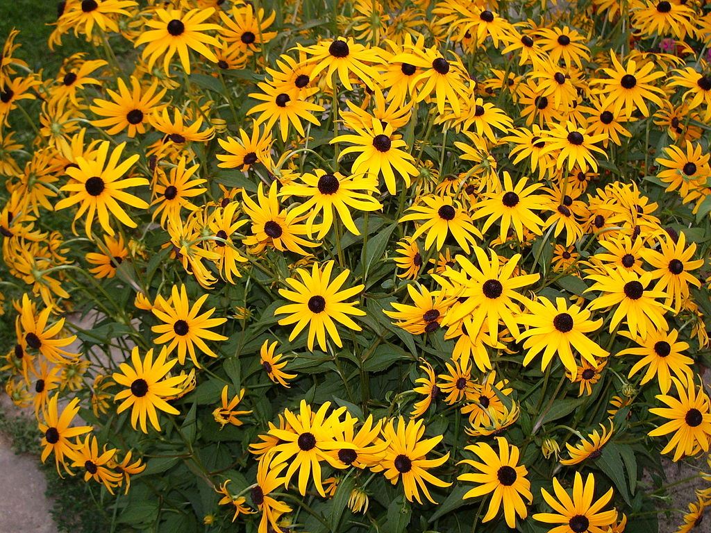 Goldstrum Black-Eyed Susan