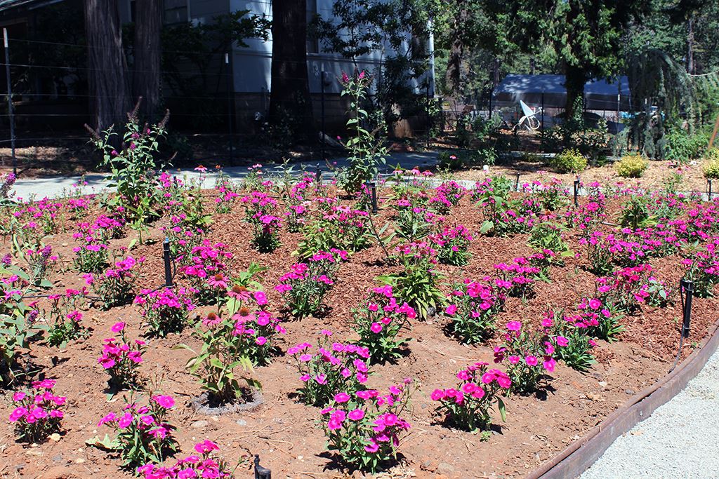 Bed C - Butterflies and Pollinators