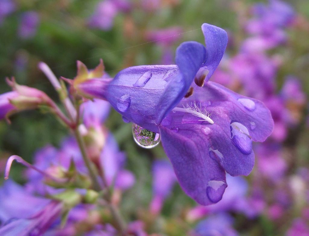 Blue Springs Beardtongue