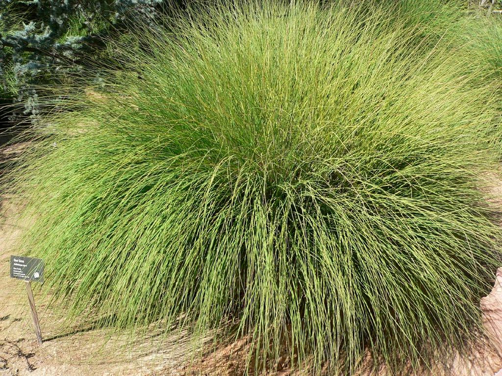 Deer Grass