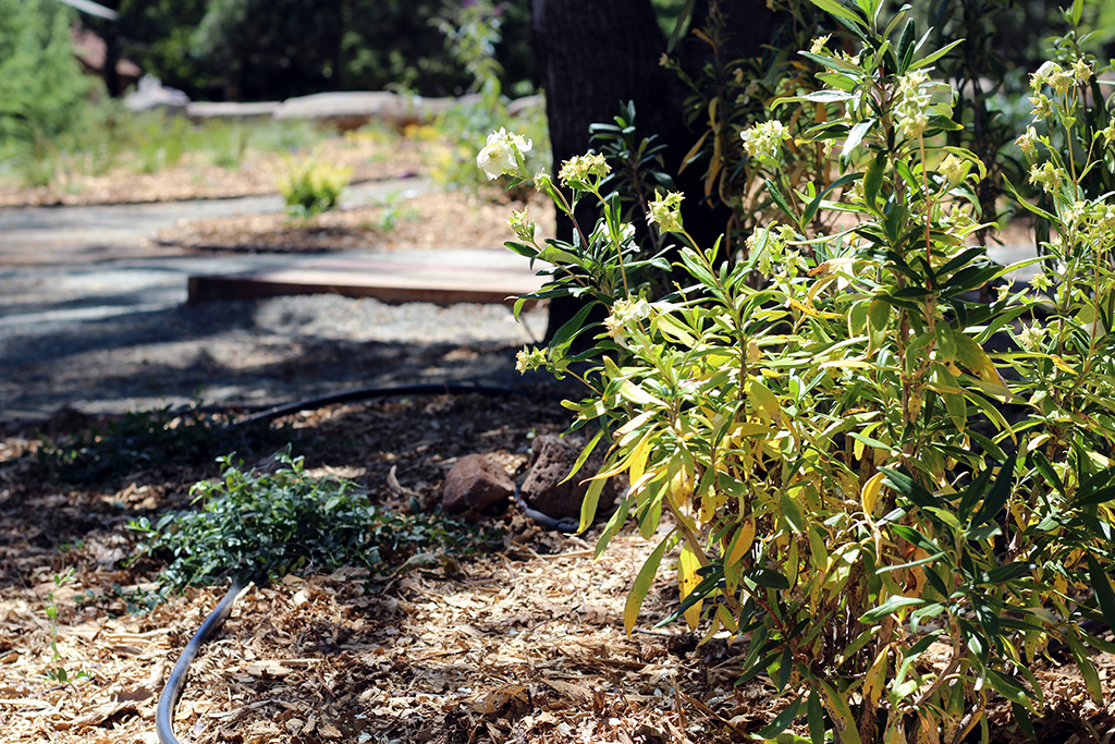 Bed E Irrigation Equipment