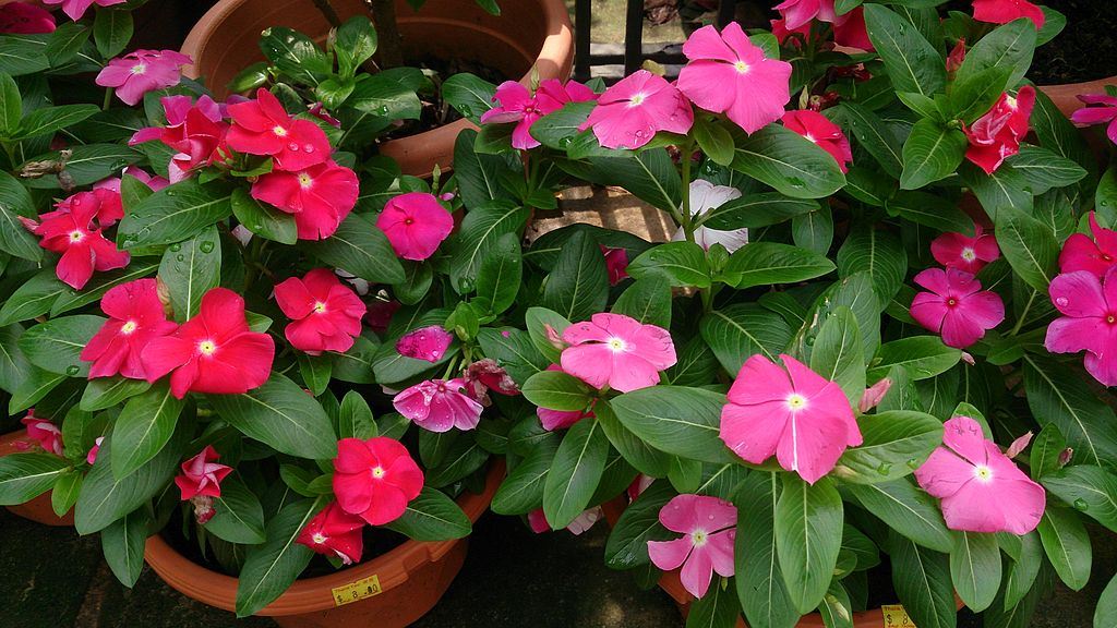 Wine Common Periwinkle