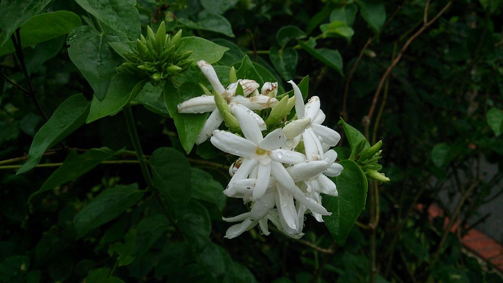 Jasmine Along the Fence Line