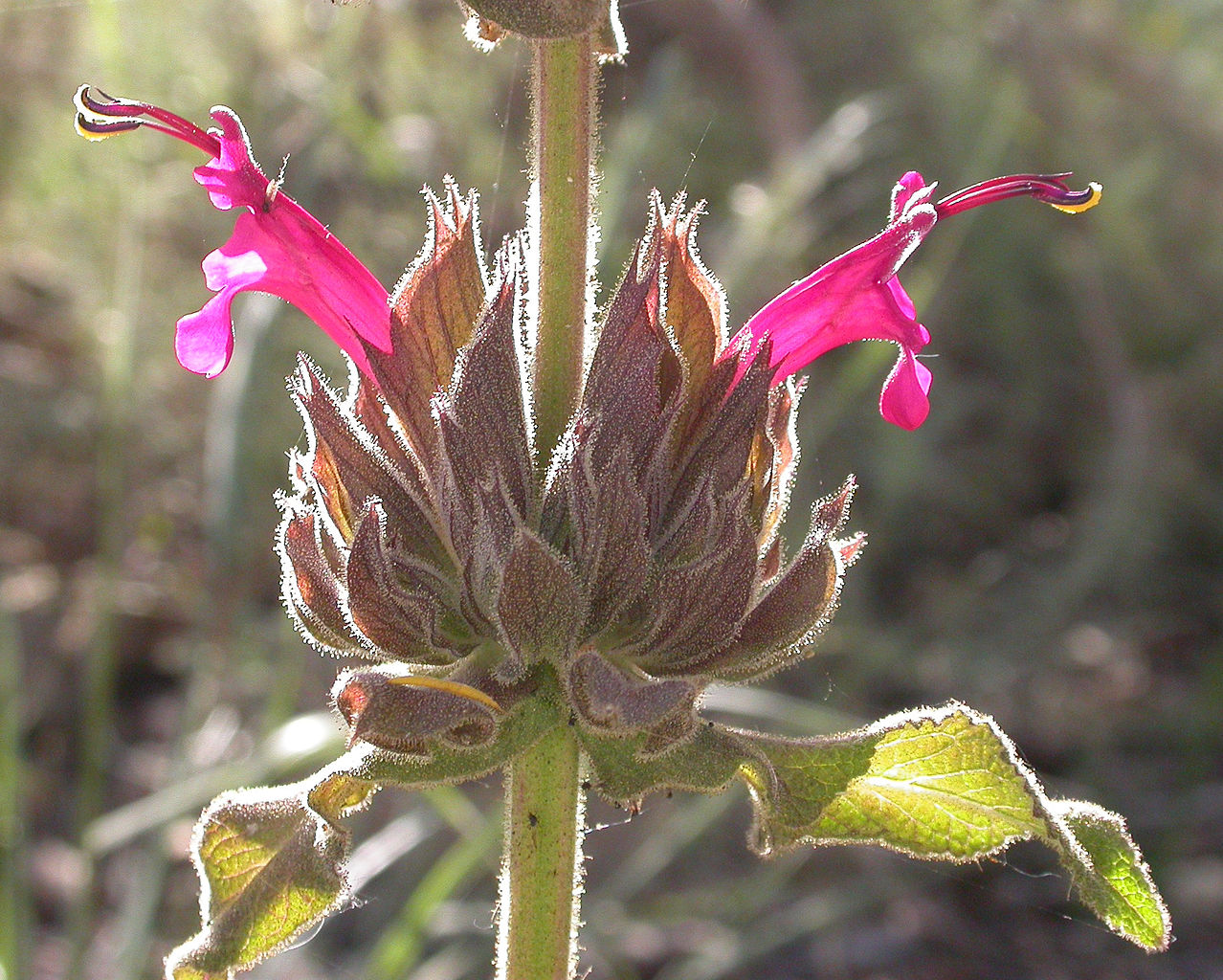 Hummingbird Sage (<i>Salvia spathacea</i>)