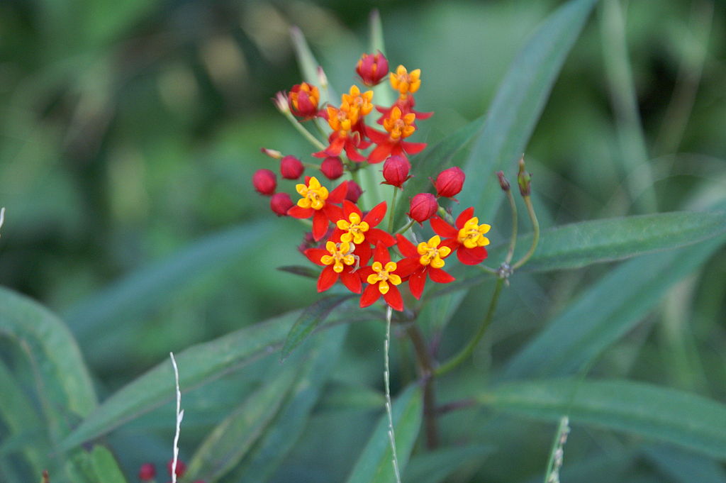 Silky Red Butterfly Weed (<i>Asclepias tuberosa</i>)